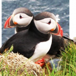 Puffin2 (1)